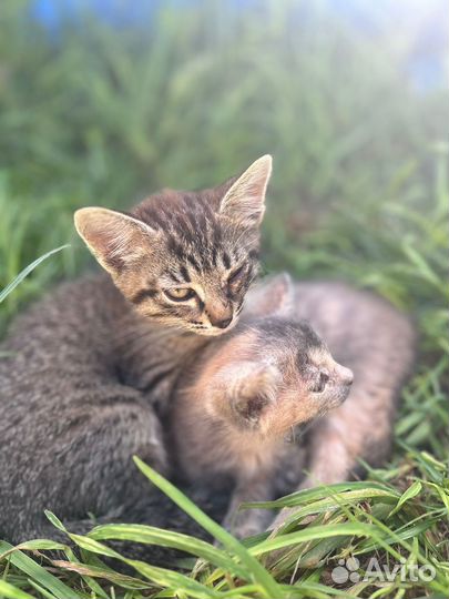 Котята в добрые руки бесплатно