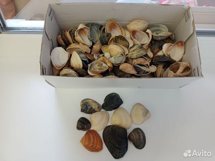 Морские ракушки