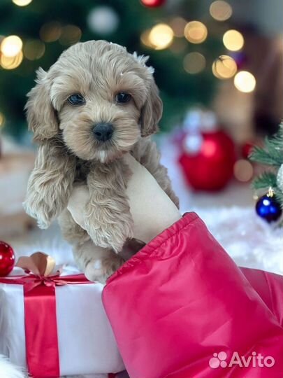 Мальтипу f1 девочка