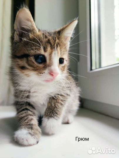 Котенок Грюм