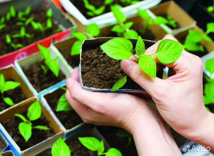 Рассада, астра, портулак, петуния, бархатцы