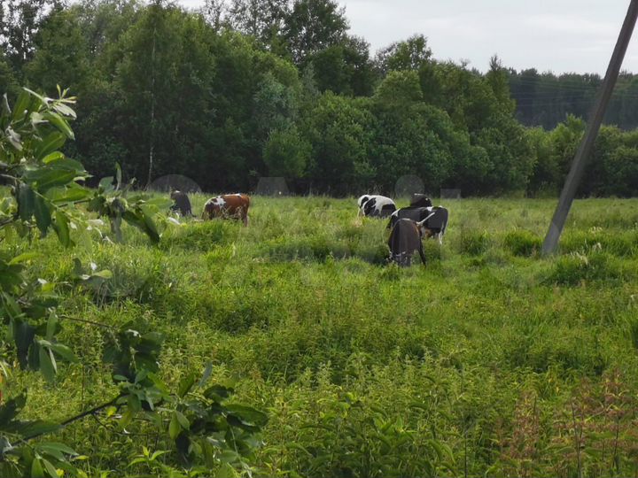 Участок 40 сот. (ИЖС)