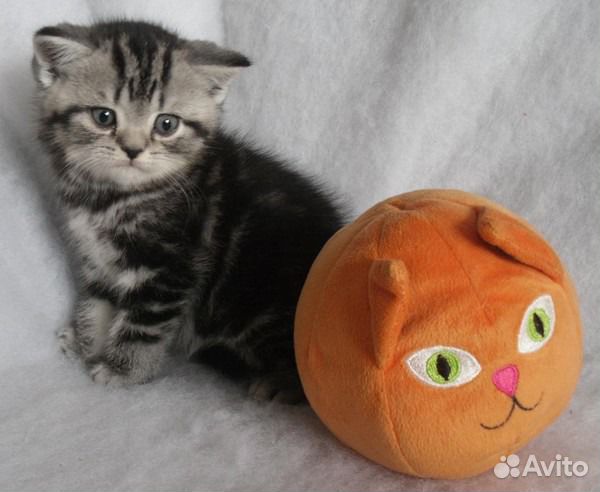 Мальчик британский короткошерстный