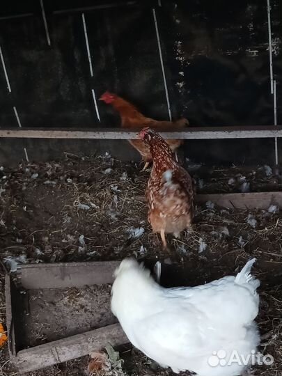 Куры несушки продам