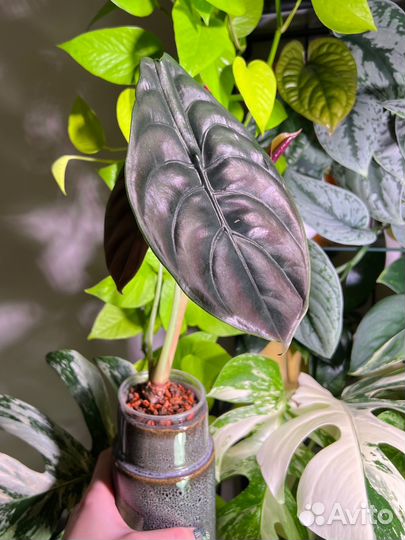 Алоказия медная