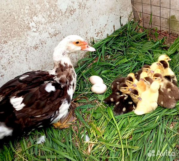 Мускусные индоутята