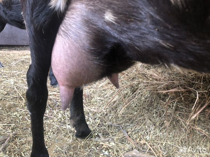 Нубийская 100% покрытая коза и козел