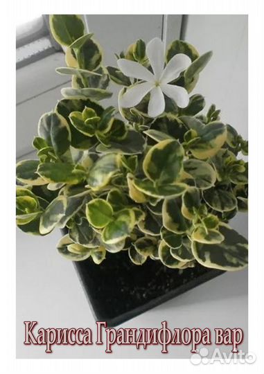 Жасмин, карисса, Гибискус