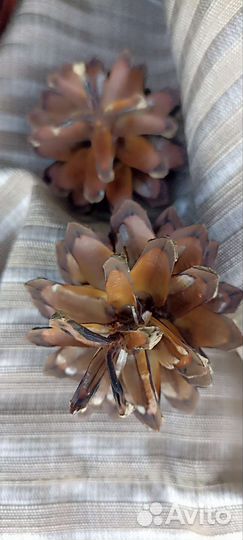 Шишки сосновые