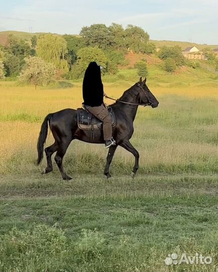 Жеребец 3 года