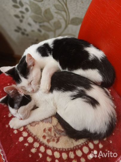 Кошки в добрые руки