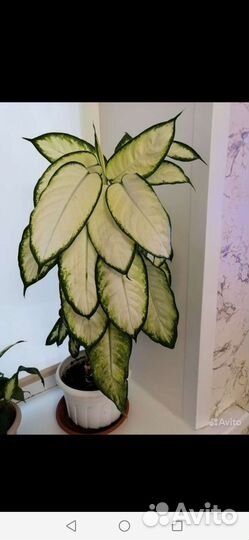 Диффенбахия редкий сорт