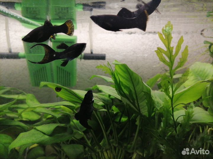 Аквариумные растения