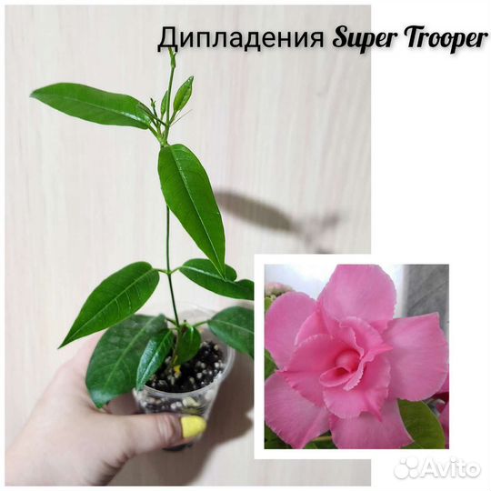 Домашние цветы