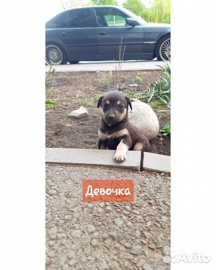 Ишут дом щенки
