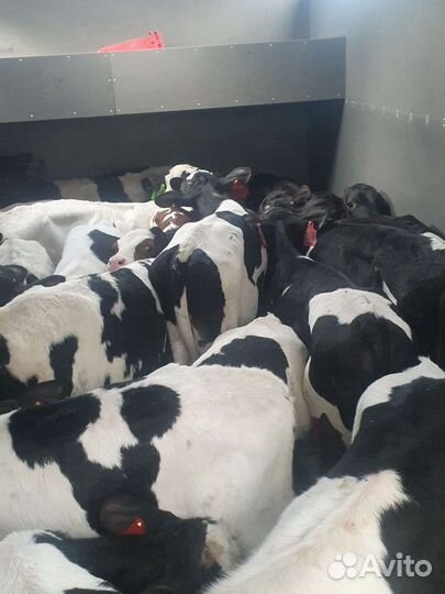 Телята бычки