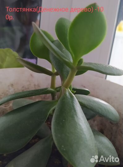 Комнатные цветы