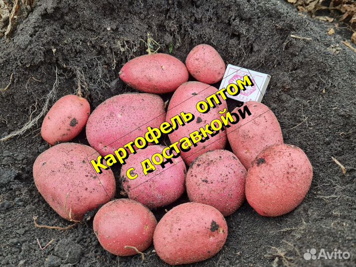 Картофель оптом