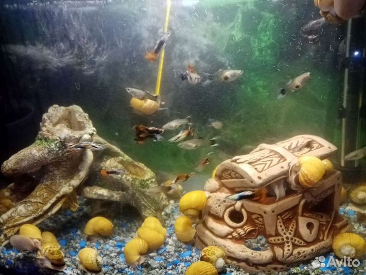Аквариум