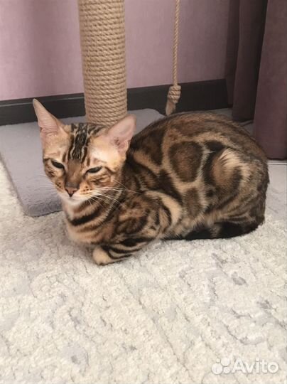 Бенгальские кошечка