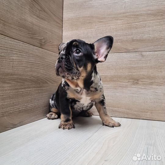 Французский бульдог дарк мерле