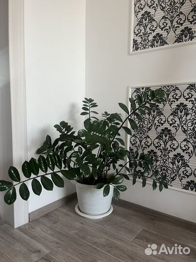 Замиокулькас