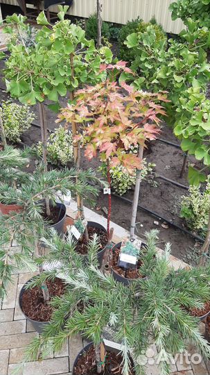 Клен веерный оранж дрим, японский и другие