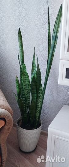 Сансевиерия