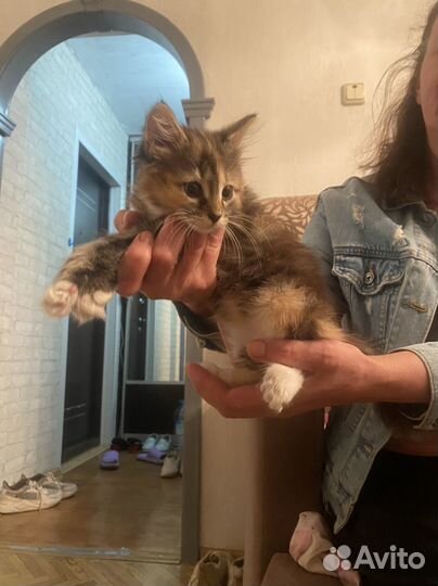 Отдам котенка