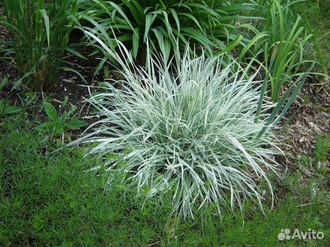 Цветы для сада