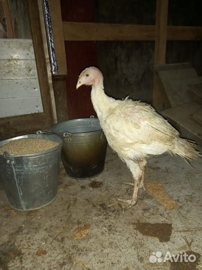 Индюшата тяжелый cross