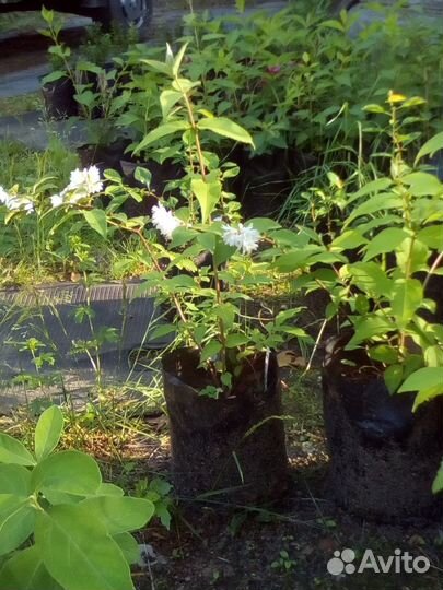 Вейгела, дейция, форзиция, жимолость