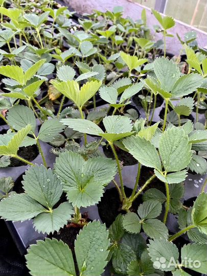 Саженцы клубники Сандра