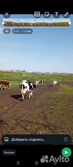 Телки молодые