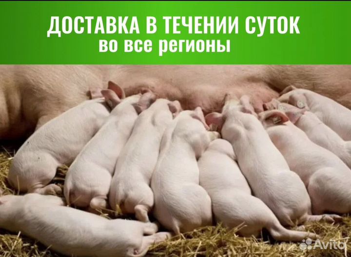 Продажа семя хряка