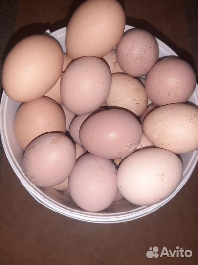 Куры (яйцо )