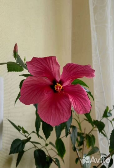 Гибискус китайская роза