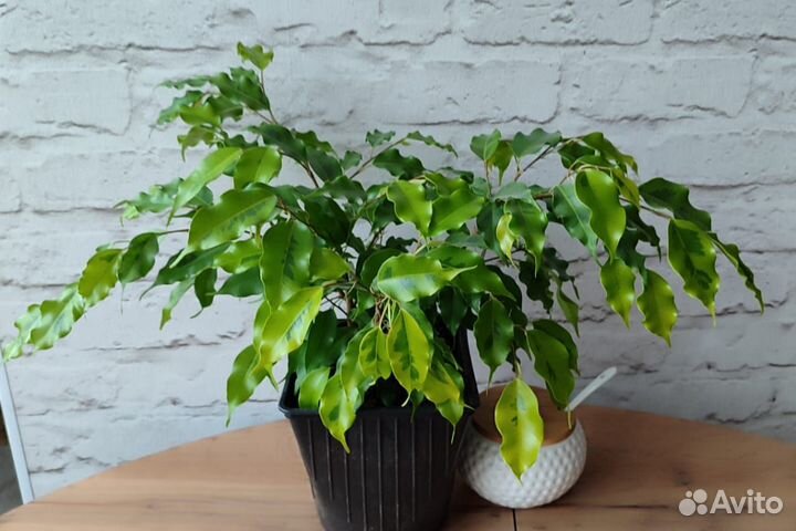 Фикус бенджамина пестролистный