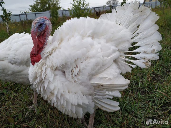 Индюшата биг-6