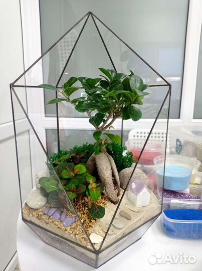 Фикус Бонсай