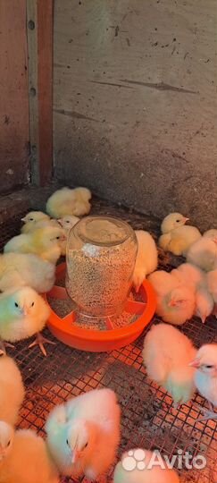 Цыплята бройлеры Кобб-500