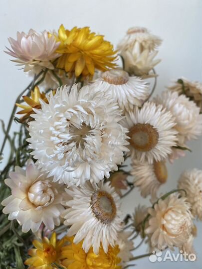 Гелихризум, сухоцвет