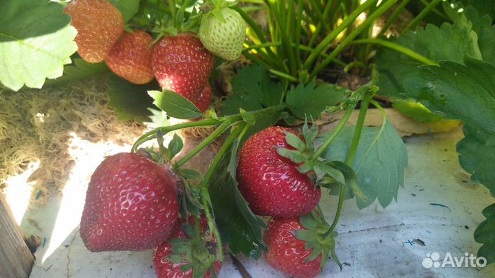 Сортовая рассада клубники