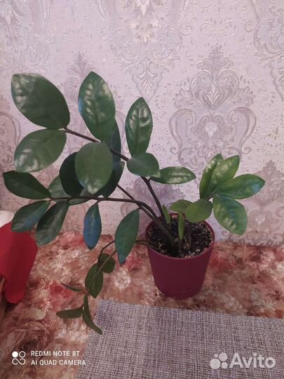 Замиокулькас