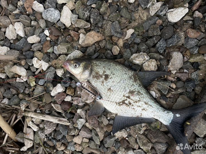 Донная снасть 