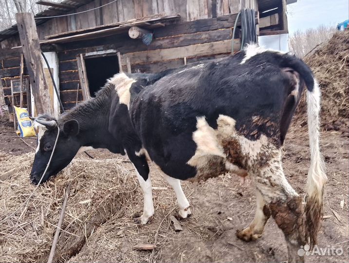 Корова дойная