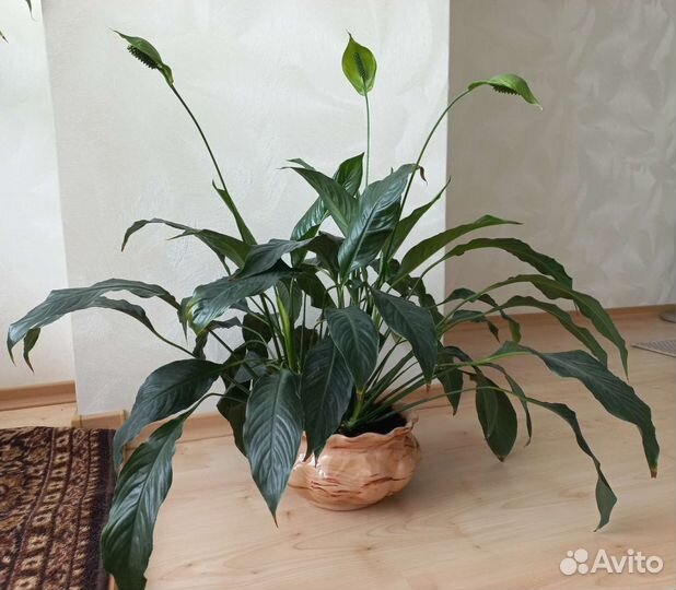 Спатифиллум