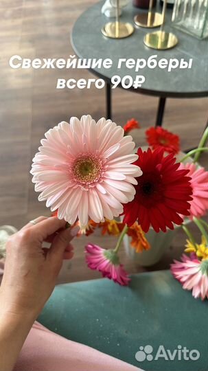 Гербера