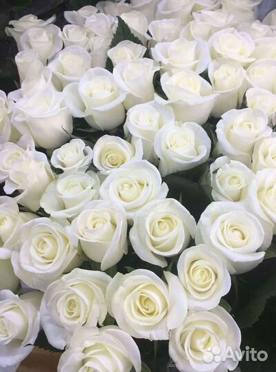 51 Роза, Букеты Цветы Розы 25 101 501 1001