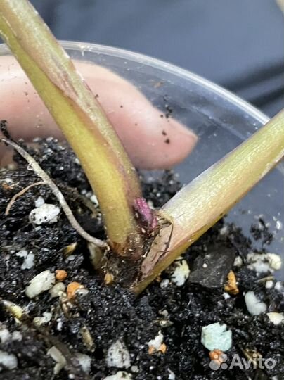 Филодендрон блэк кардинал вариегатный